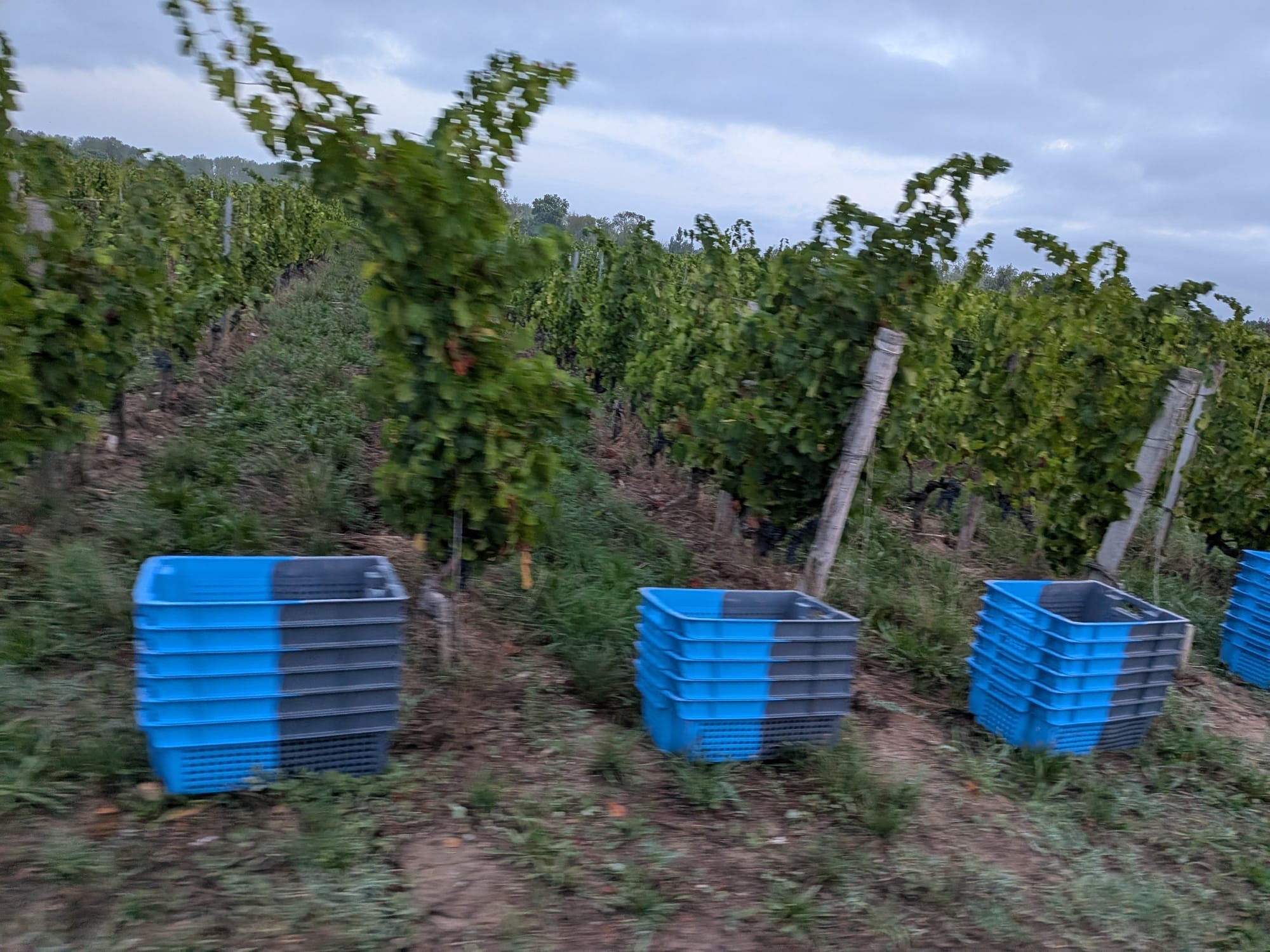 Vendanges 2026